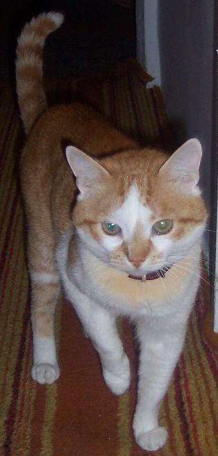 Gica the cat Who's the cat?